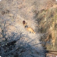 Janvier 2015 - Trail du Miosson - La faune locale